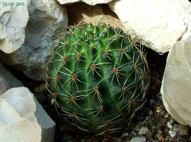 Rebutia_ brunescens _02
